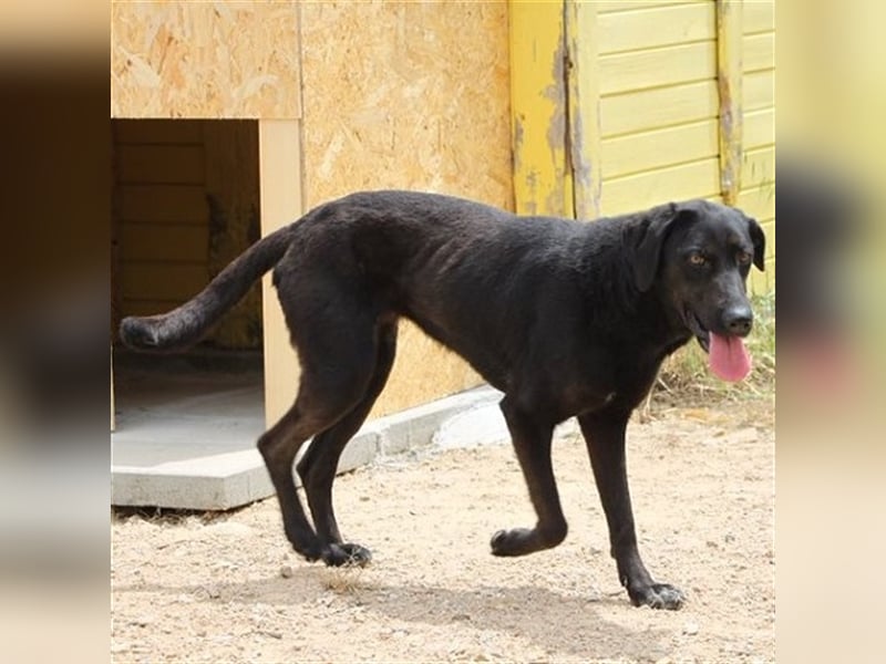 Zia