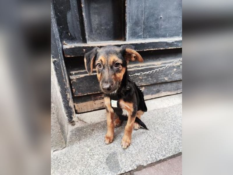 Luna - kastriert - geboren Sept. 2023 - Pflegestelle Hamburg