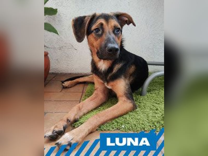 Luna - kastriert - geboren Sept. 2023 - Pflegestelle Hamburg