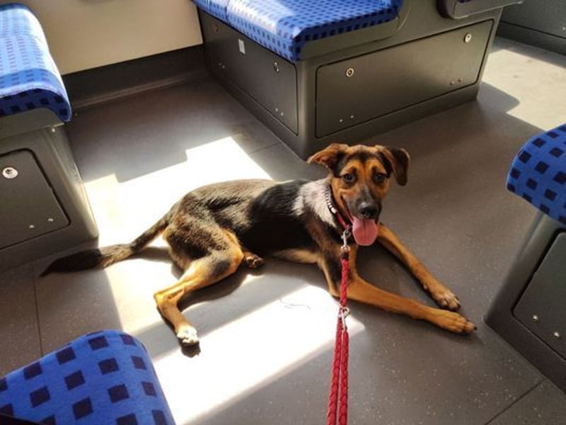 Luna - kastriert - geboren Sept. 2023 - Pflegestelle Hamburg