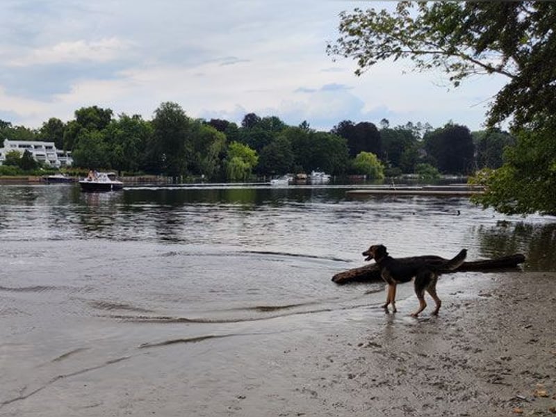 Luna - kastriert - geboren Sept. 2023 - Pflegestelle Hamburg