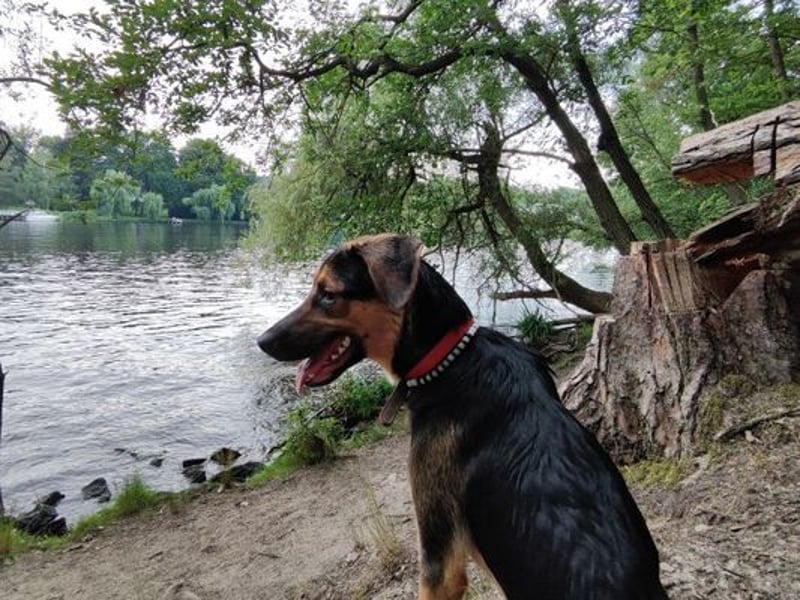 Luna - kastriert - geboren Sept. 2023 - Pflegestelle Hamburg