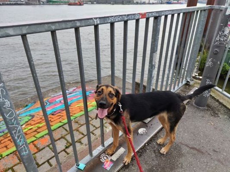 Luna - kastriert - geboren Sept. 2023 - Pflegestelle Hamburg