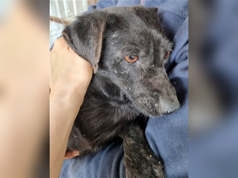 Lyra, sucht ein Gnadenplätzchen