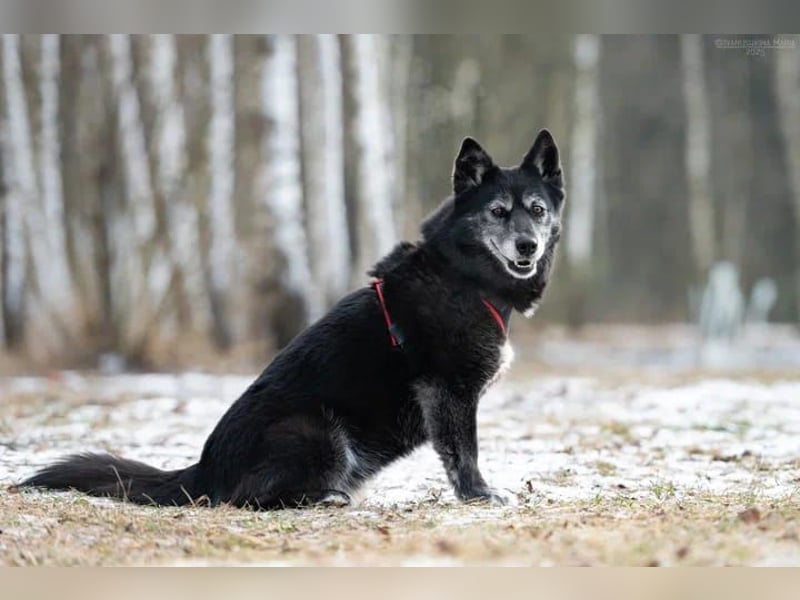 Tolle Anita sucht liebevolles Zuhause