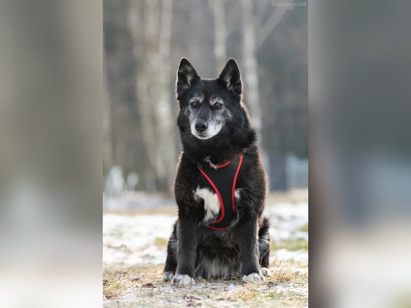 Tolle Anita sucht liebevolles Zuhause