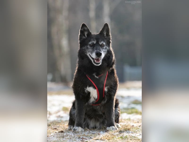 Tolle Anita sucht liebevolles Zuhause