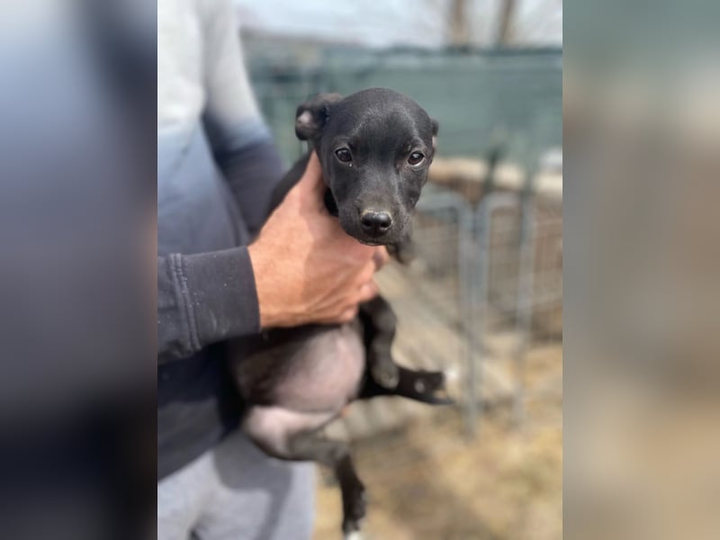Welpenmädchen Runa will nicht im Tierheim aufwachsen