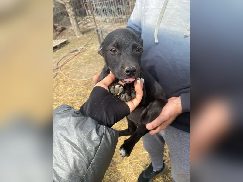Welpenmädchen Runa will nicht im Tierheim aufwachsen