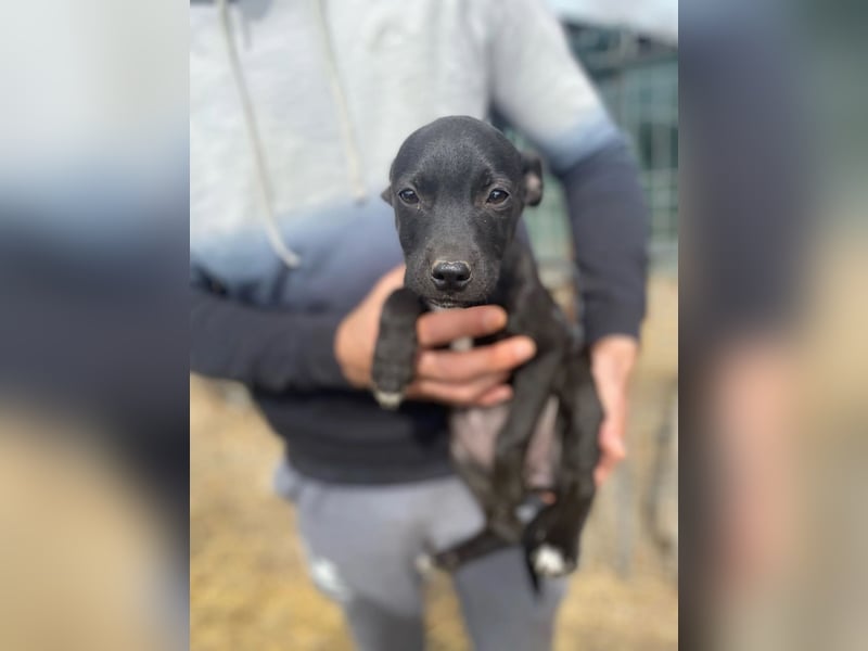 Welpenmädchen Runa will nicht im Tierheim aufwachsen