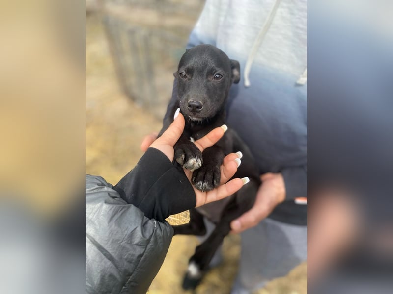 Welpenmädchen Runa will nicht im Tierheim aufwachsen