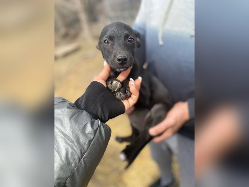 Welpenmädchen Runa will nicht im Tierheim aufwachsen