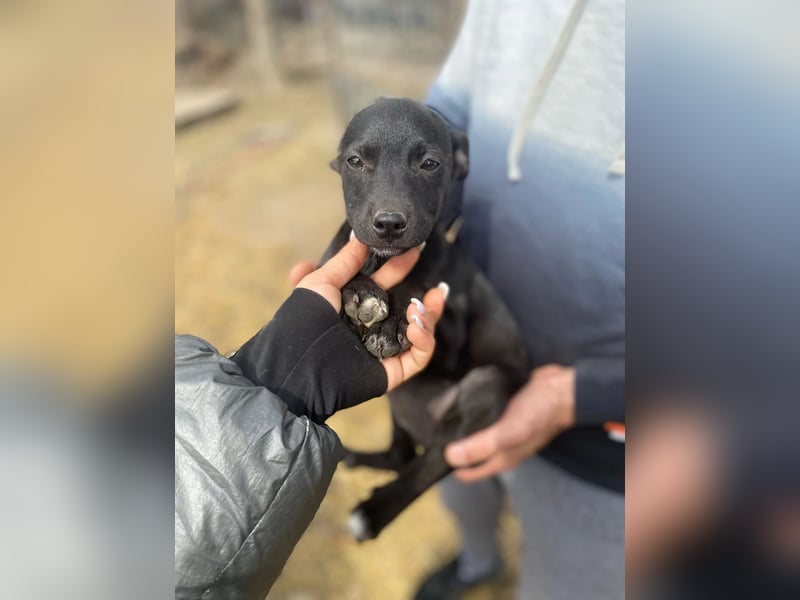 Welpenmädchen Runa will nicht im Tierheim aufwachsen