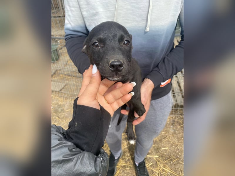 Welpenmädchen Runa will nicht im Tierheim aufwachsen
