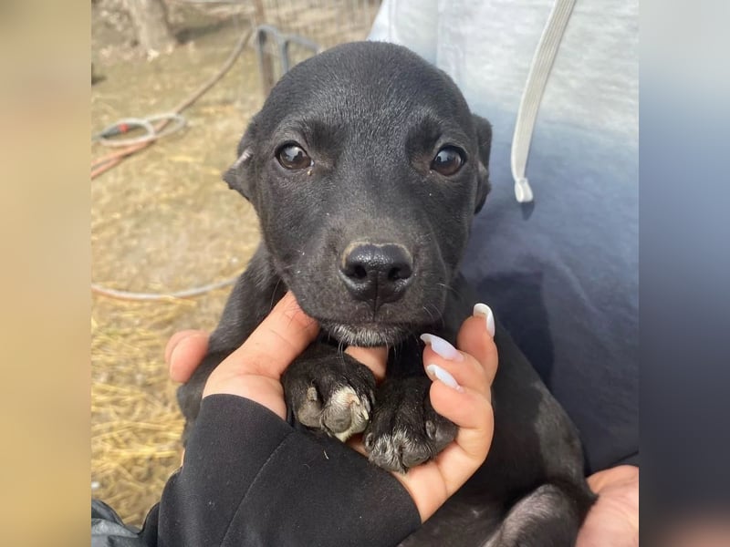 Welpenmädchen Runa will nicht im Tierheim aufwachsen
