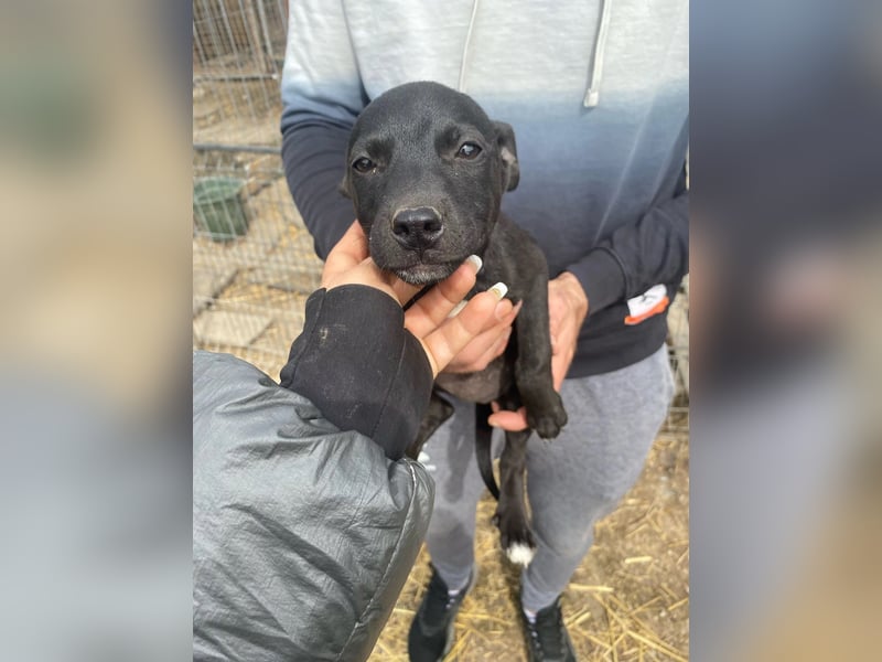 Welpenmädchen Runa will nicht im Tierheim aufwachsen