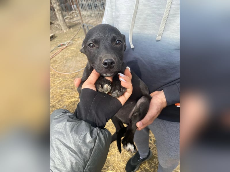 Welpenmädchen Runa will nicht im Tierheim aufwachsen