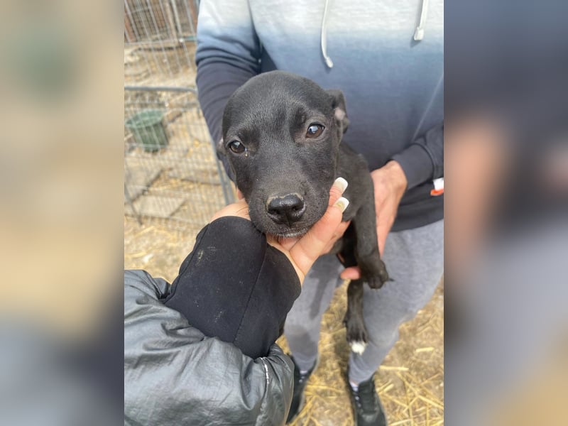 Welpenmädchen Runa will nicht im Tierheim aufwachsen