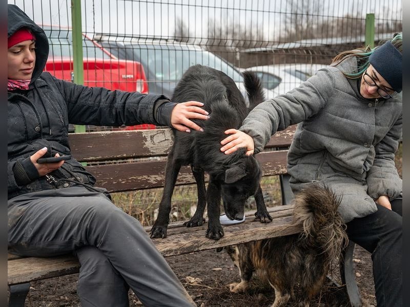 Sonnenschein FLOSSY-sucht liebevolle Familie fürs Leben