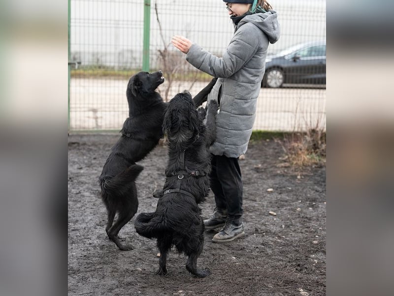 Sonnenschein FLOSSY-sucht liebevolle Familie fürs Leben