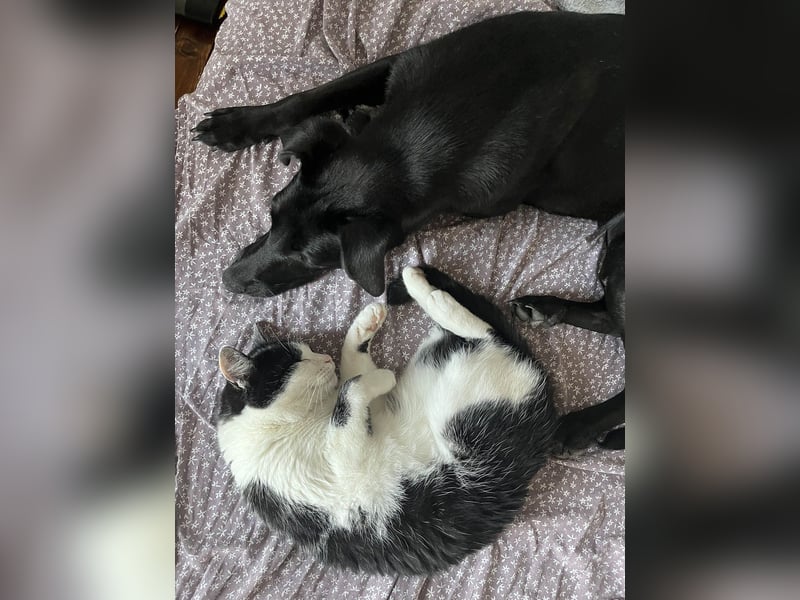 Wunderschöne Mai sucht ihre Familie