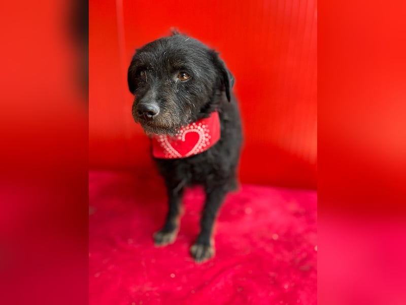 Bori, Mischling, Hündin, geb. 18.05.2019, ca. 40 cm, 9 kg