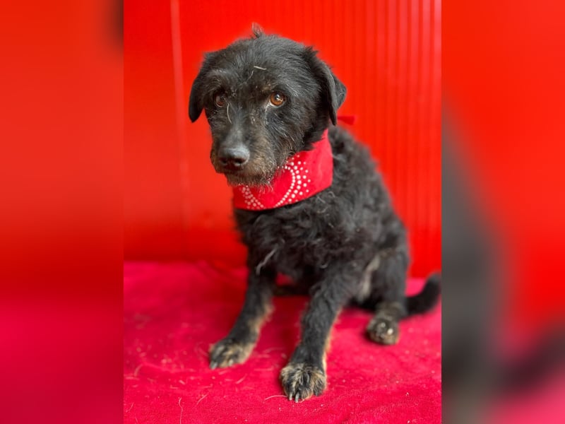 Bori, Mischling, Hündin, geb. 18.05.2019, ca. 40 cm, 9 kg