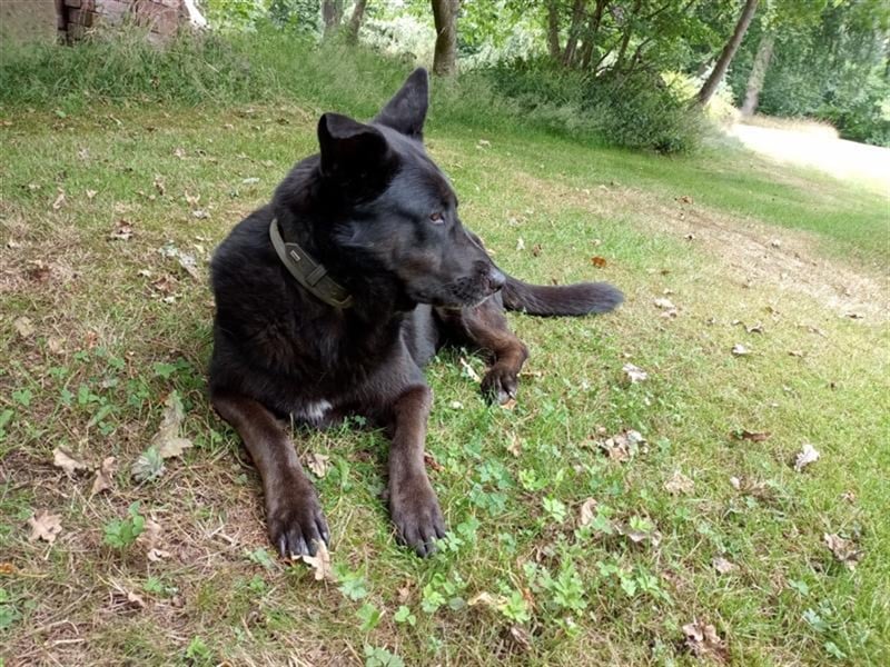 Nora, schwarze Schönheit sucht neues Zuhause