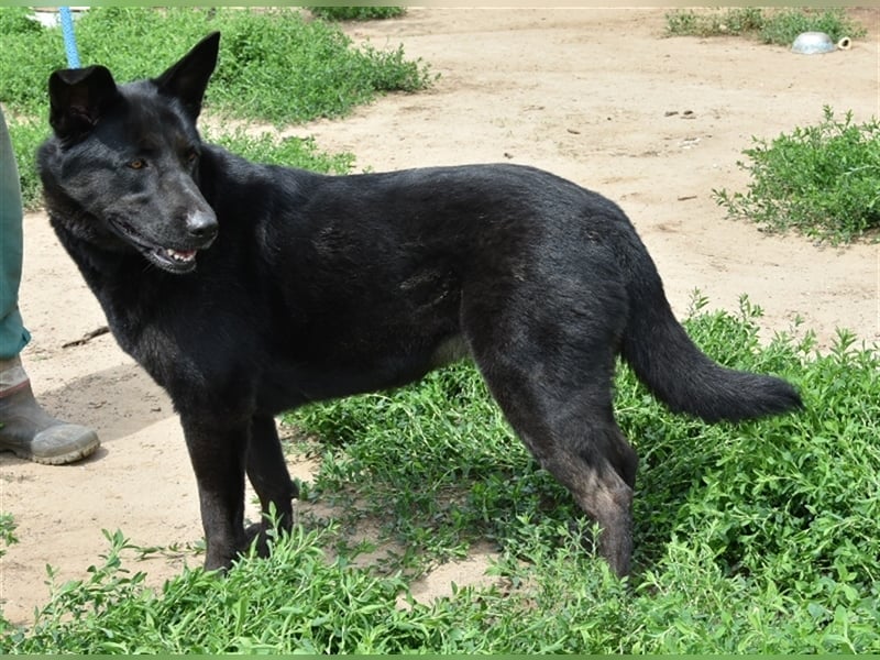 Nora, schwarze Schönheit sucht neues Zuhause