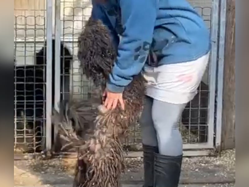 Zizegö, kleine Puli-Mischlingshündin freut sich auf eure Begegnung