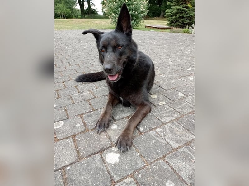 Nora, schwarze Schönheit sucht neues Zuhause