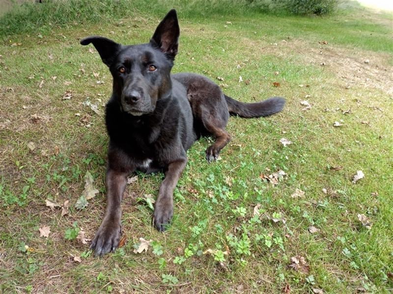 Nora, schwarze Schönheit sucht neues Zuhause