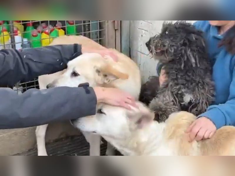 Zizegö, kleine Puli-Mischlingshündin freut sich auf eure Begegnung