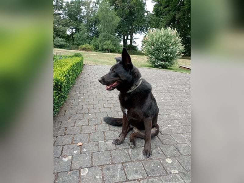 Nora, schwarze Schönheit sucht neues Zuhause