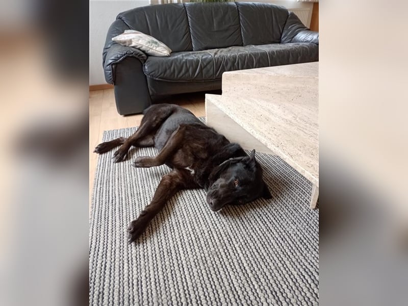 Nora, schwarze Schönheit sucht neues Zuhause