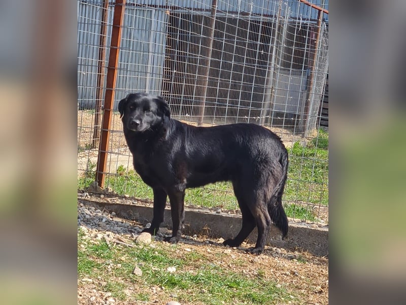 Hulla  - wunderschöne Hundedame sucht ihre Glücksfamilie