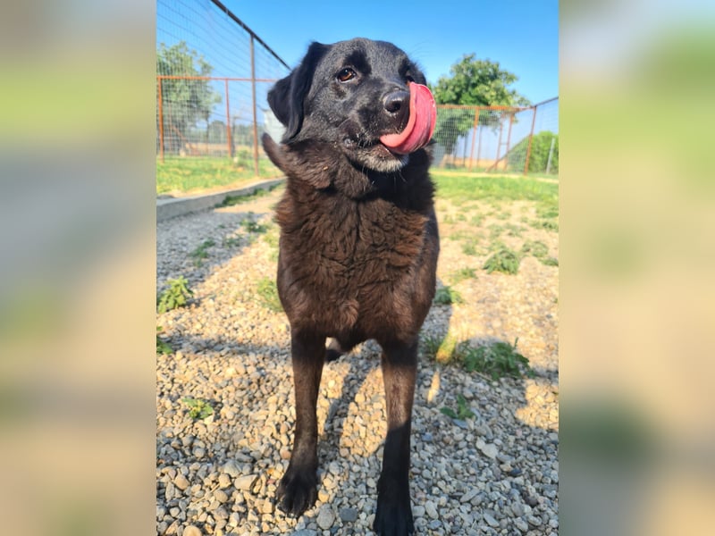 Hulla  - wunderschöne Hundedame sucht ihre Glücksfamilie