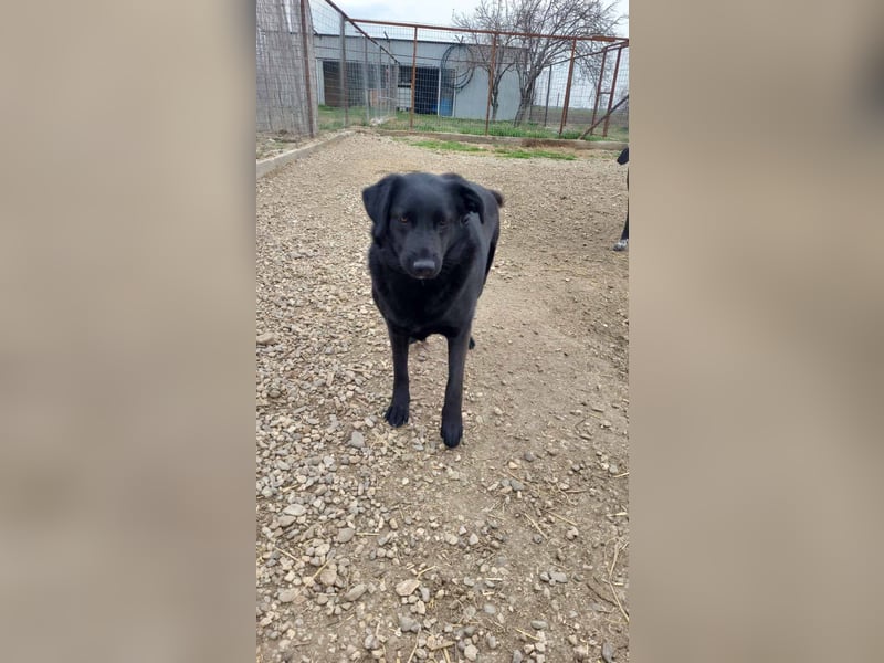 Hulla  - wunderschöne Hundedame sucht ihre Glücksfamilie