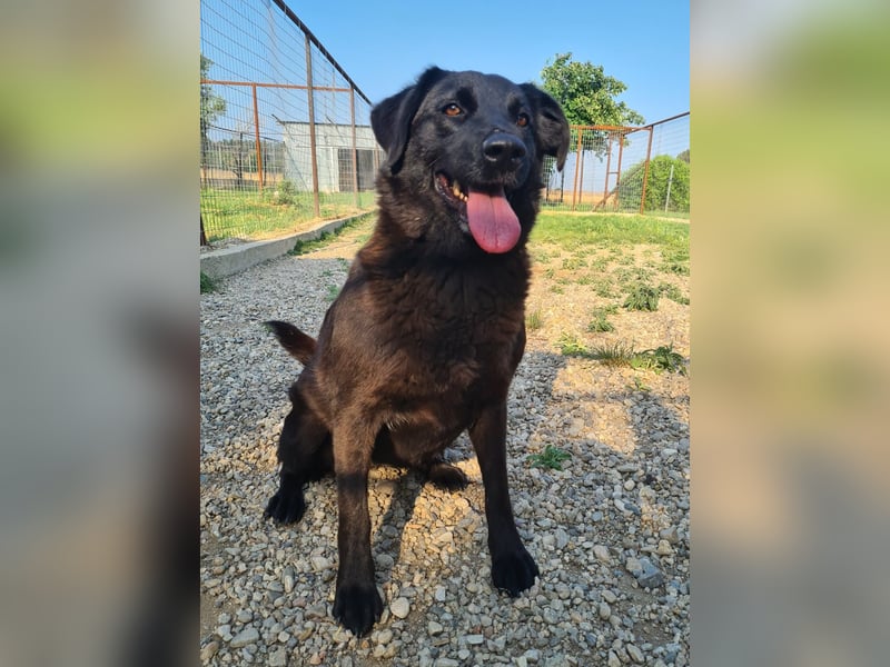 Hulla  - wunderschöne Hundedame sucht ihre Glücksfamilie