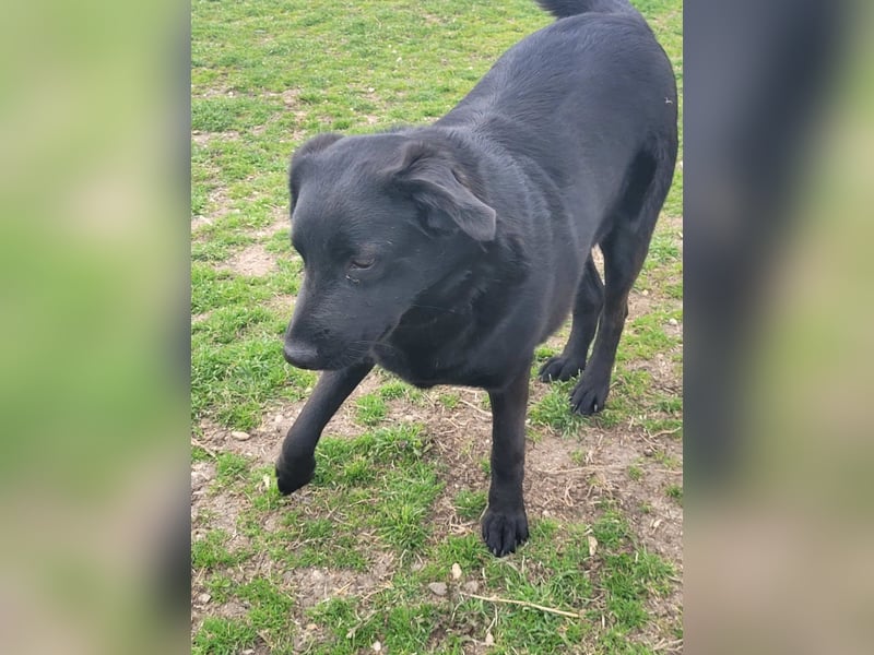 Hulla  - wunderschöne Hundedame sucht ihre Glücksfamilie