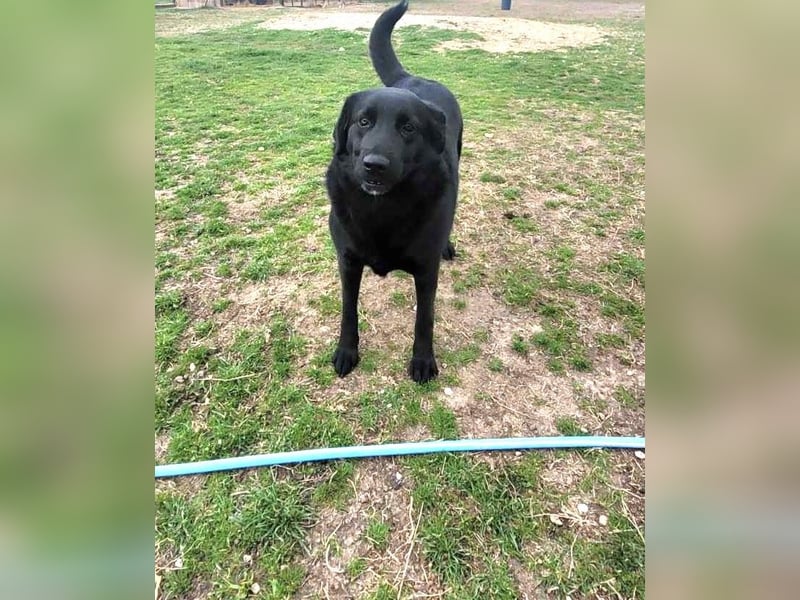 Hulla  - wunderschöne Hundedame sucht ihre Glücksfamilie