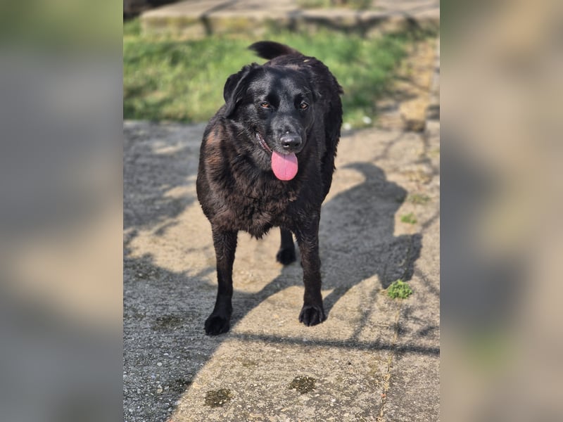 Hulla  - wunderschöne Hundedame sucht ihre Glücksfamilie