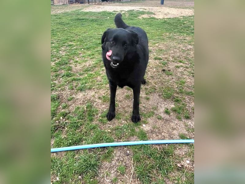 Hulla  - wunderschöne Hundedame sucht ihre Glücksfamilie