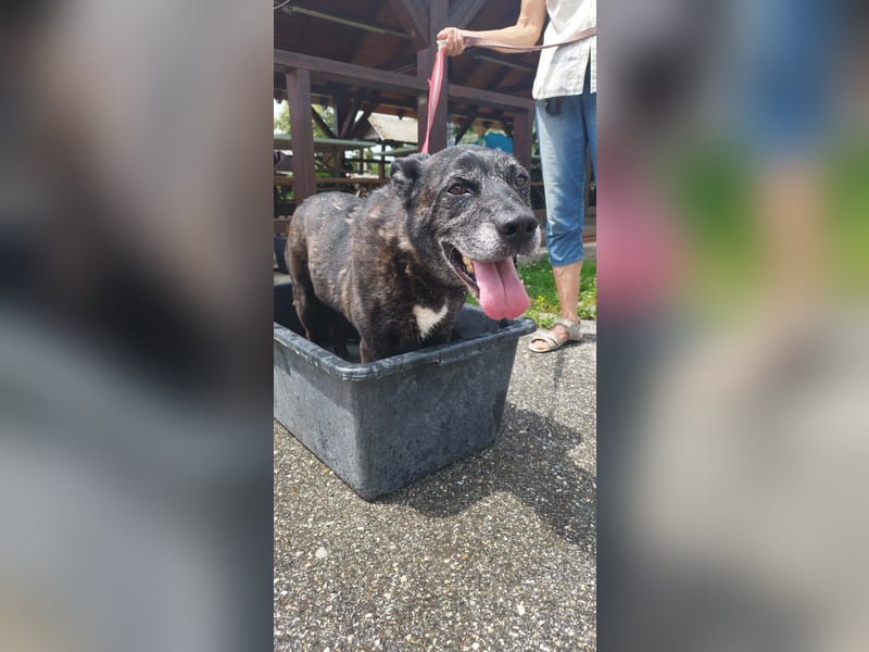Kira , 9 Jahre alt, ist schon viel zu lange im Tierheim !