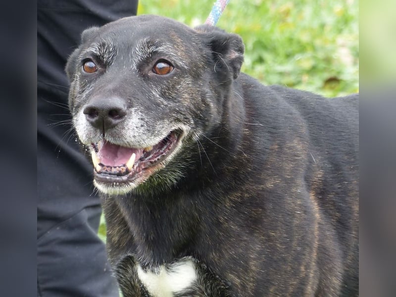 Kira , 9 Jahre alt, ist schon viel zu lange im Tierheim !