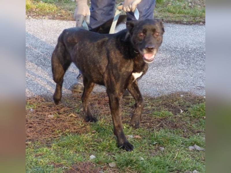 Kira , 9 Jahre alt, ist schon viel zu lange im Tierheim !