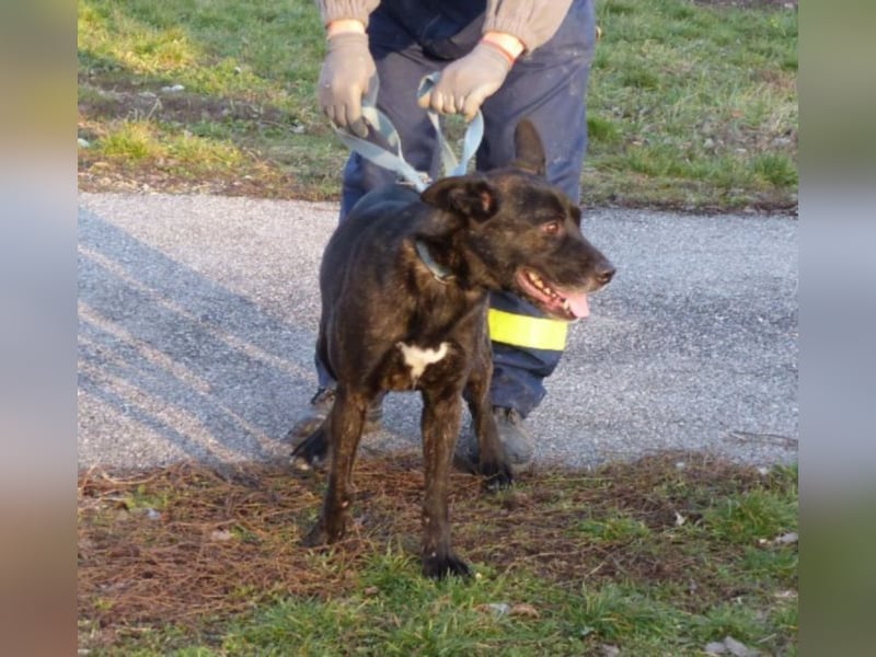 Kira , 9 Jahre alt, ist schon viel zu lange im Tierheim !