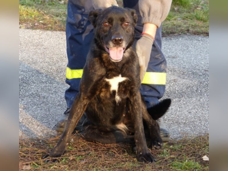 Kira , 9 Jahre alt, ist schon viel zu lange im Tierheim !