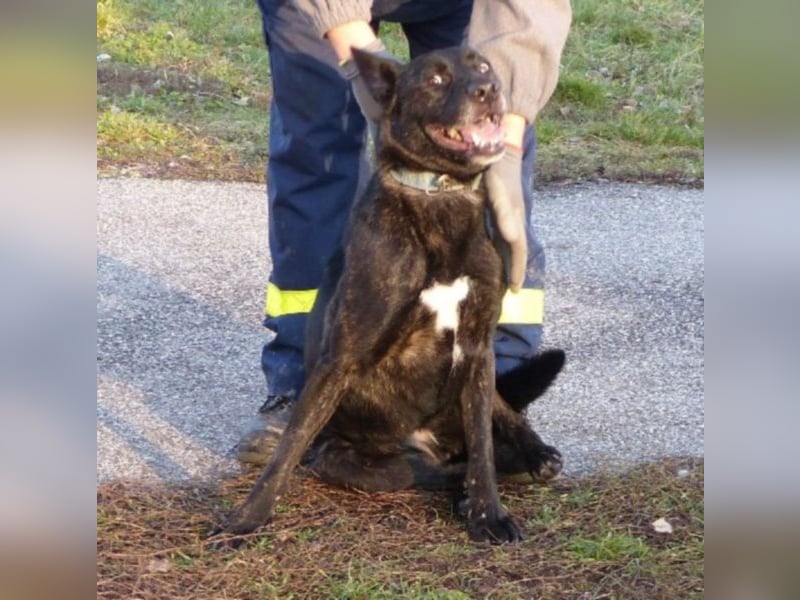 Kira , 9 Jahre alt, ist schon viel zu lange im Tierheim !