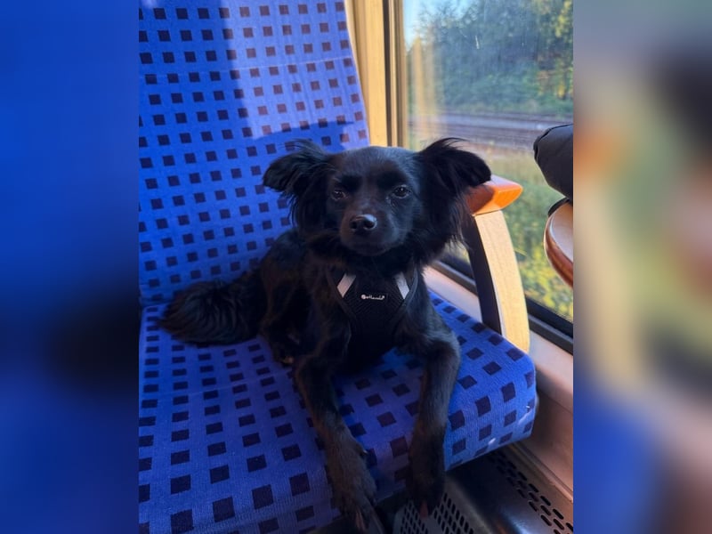 Julcsi wartet in Berlin auf ihr neues Zuhause !